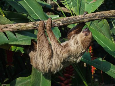 Ecuador-Amazonas-Zweifinger Faultier haengt am Baum-iStock-1012624994