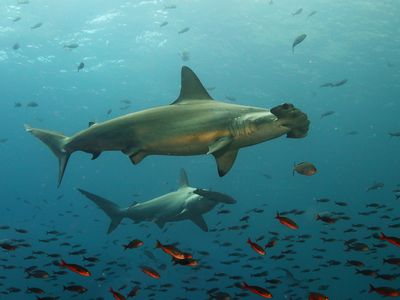 Ecuador-Galapagos-Tauchen-Hammerhaie mit Fischen-iStock-1125900480