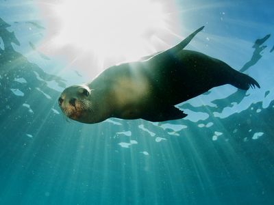 Ecuador-Galapagos-Tauchen-Seeloewe-Seehund-iStock-477443999