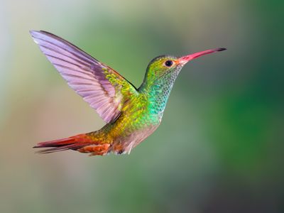 Ecuador-Kolibri-iStock-507864088