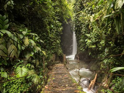 Ecuador-Mindo-Bergnebelwald-iStock-624065670