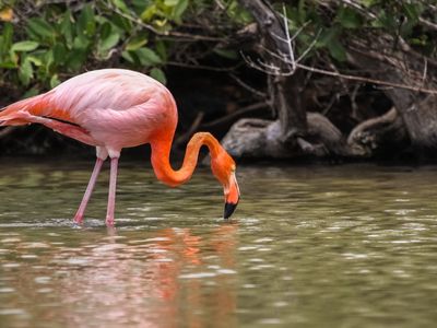 Ecuador_Galapagos-North Seymour-Flamingo sucht Essen im Wasser-iStock-657425494