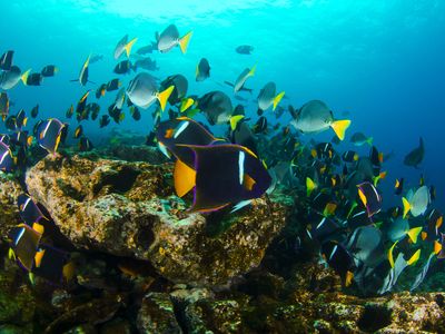 Ecuador_Galapagos-Unterwasserwelt-Engel Fische-iStock-520777442