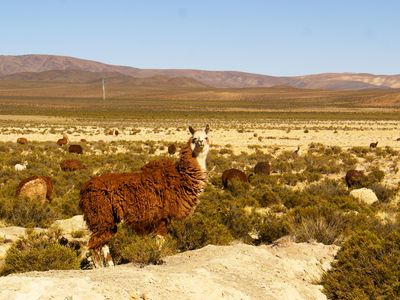 Argentinien - Alpaka - Latinconnect