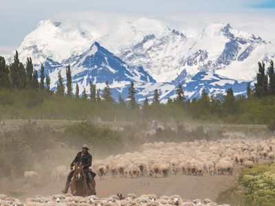 Argentinien - Gaucho mit Schafen - Adope