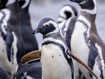 Chile - Cruceros Australis - Pinguine - Bilder von cruceros