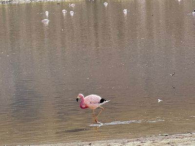 Chile - Flamingo - eigenes Bild AJ