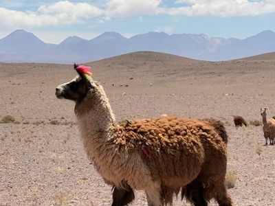 Chile - Vicuna - eigenes Bild AJ
