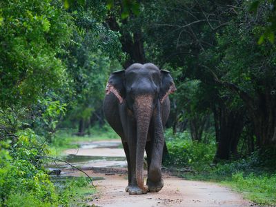 Rundreise-Südindien-Safari-Mudumalai Nationalparki-