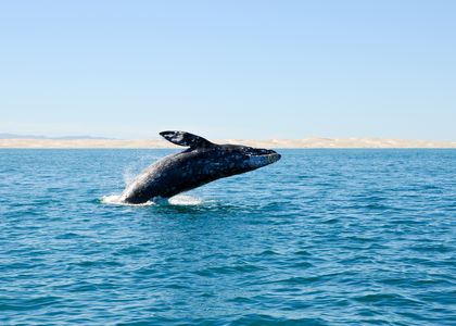 Mexiko Baja California Wal iStock 96781668