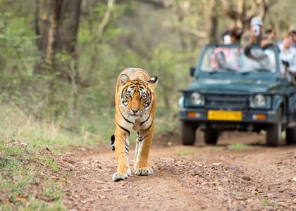 Indien Ranthambore Tiger Pirsch Raubkatze Safari