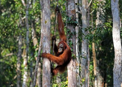 Indonesien Orang Utan