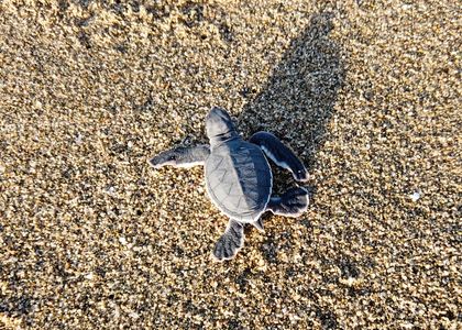 Indonesien_Sukamade_Schildkröte_Ingo