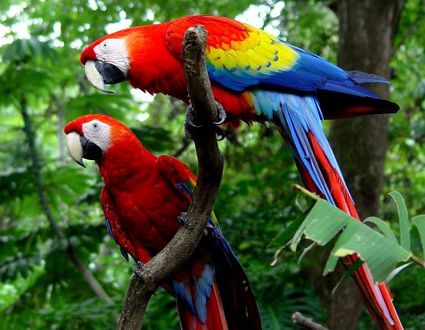 Amazonas Calanoa Lodge