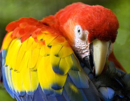 Dschungelerlebnis Tambopata Reservat