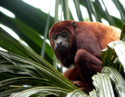 Amazonas Exklusiv: Sacha Lodge