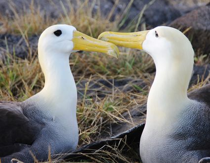 Galapagos Inselhopping (Santa Cruz - San Cristóbal)