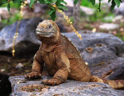 Galapagos Inselhopping