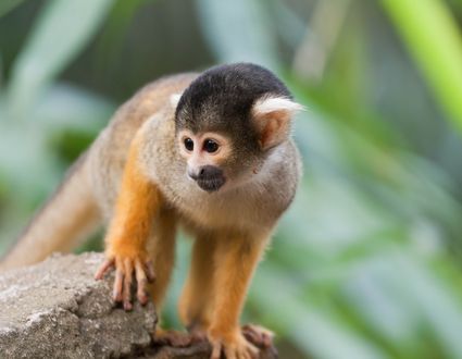 Chalalan Ecolodge / Madidi Nationalpark