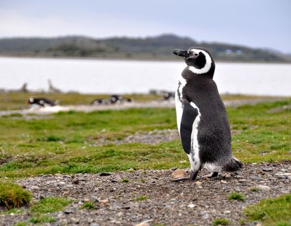 Patagoniens unendliche Weiten