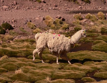 Unberührte Landschaften des Nordens