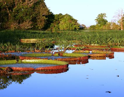 Amazonas: Anavilhanas Lodge