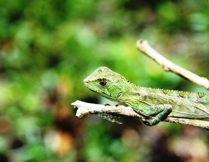 Naturparadiese Brasiliens