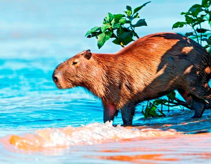 Westen: Nord-Pantanal