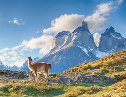 Wildes Patagonien