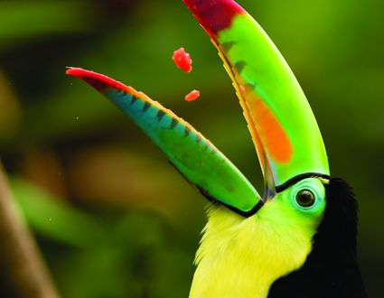 Paraíso Tropical