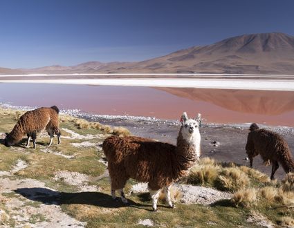 Bolivien Highlights
