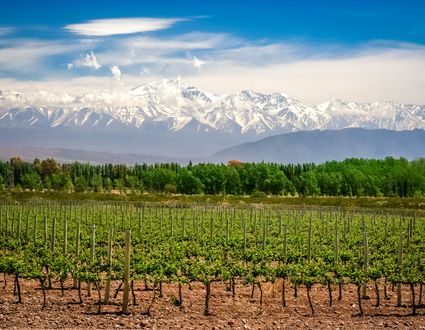 Weinregion Mendoza