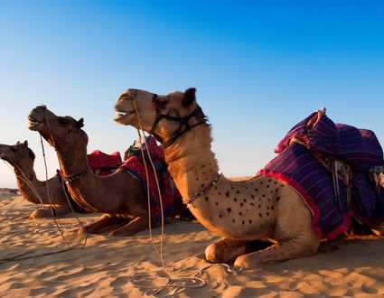 Paläste und Königsstädte in Rajasthan