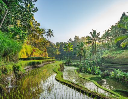Orang-Utans, Vulkane und Tempel