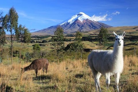 7 cotopaxi