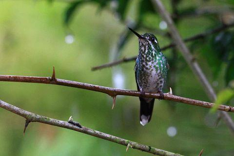 Ecuador Mindo Kolibri2