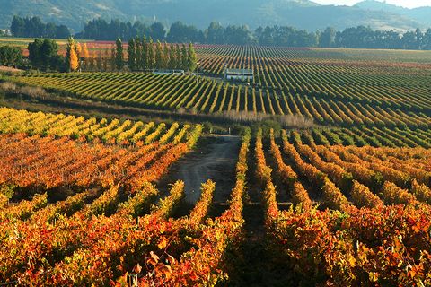 chile weinbau valle central
