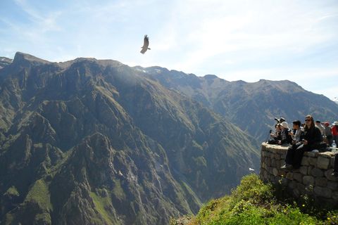peru colca canyon cruz del condor