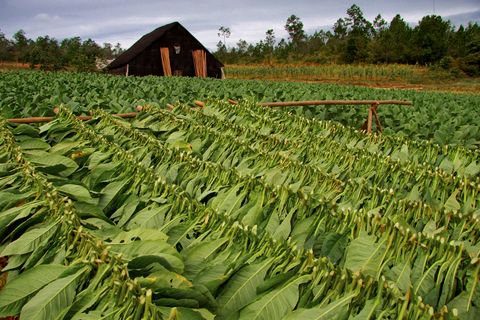 kuba vinales tabakplantage