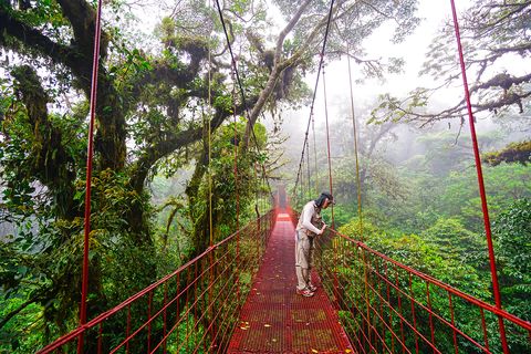 Costa Rica Monteverde Nebelwald
