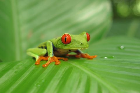 Costa Rica Rotaugenlaubfrosch - Rundreise