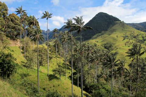 Kolumbien Cocora Tal2 iStock 872639270