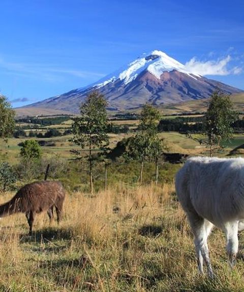 7 cotopaxi