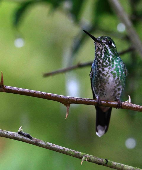 Ecuador Mindo Kolibri2