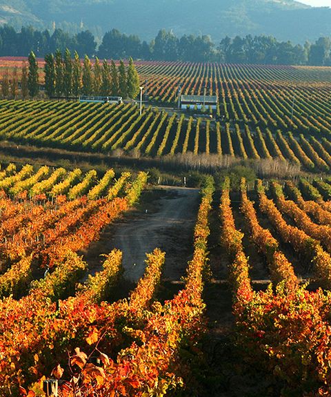 chile weinbau valle central