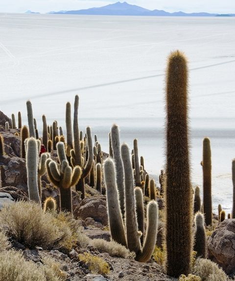 bolivien salardeuyunijpg