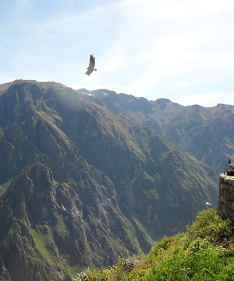 peru colca canyon cruz del condor