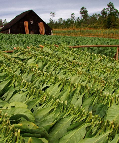 kuba vinales tabakplantage