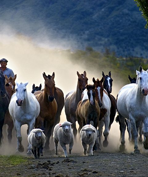Argentinien Nationalpark Los Glaciares Estancia Nibepo Aike Latventure