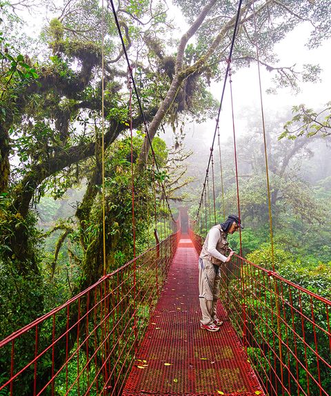 Costa Rica Monteverde Nebelwald